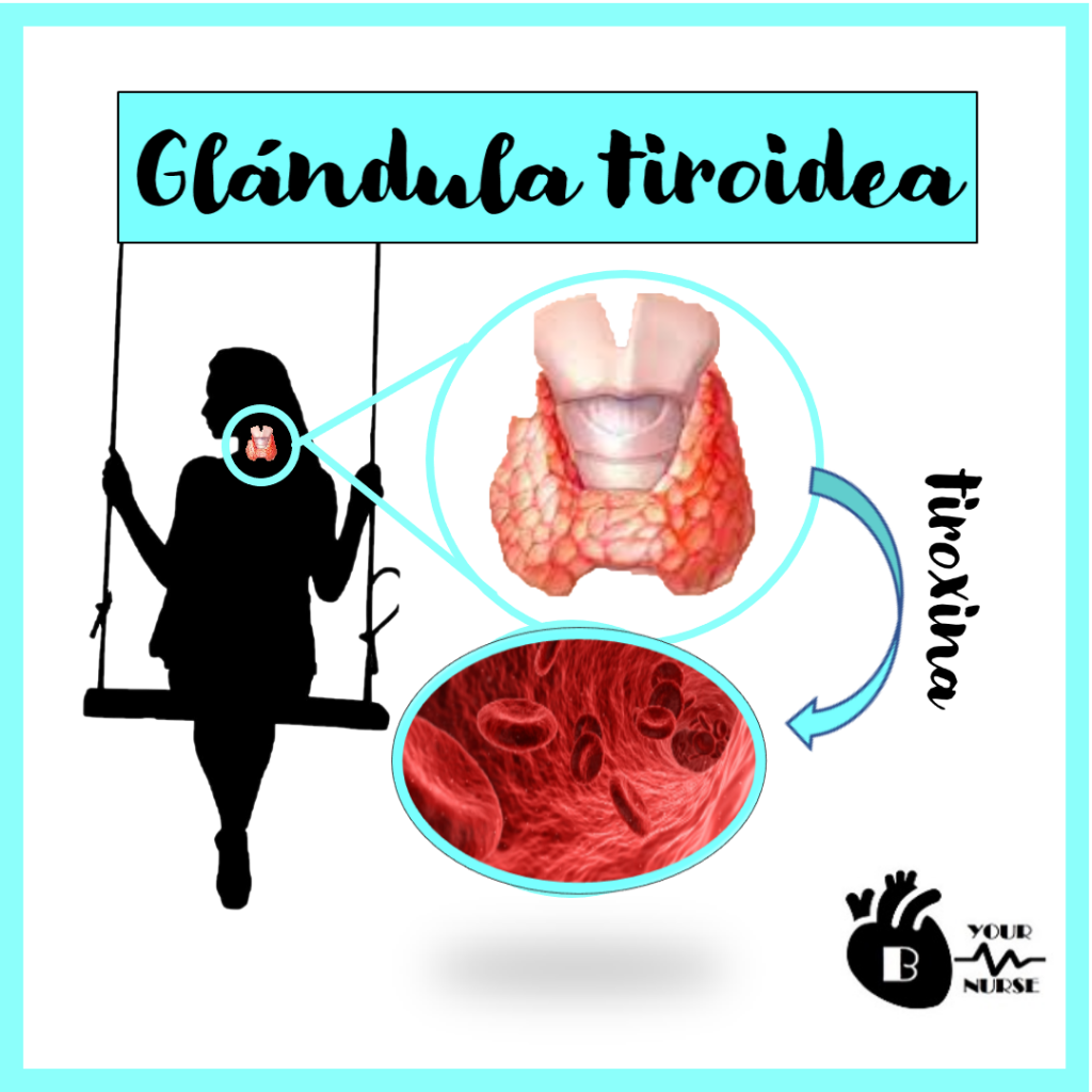 beyournurse_glandula tiroidea -tiroxina